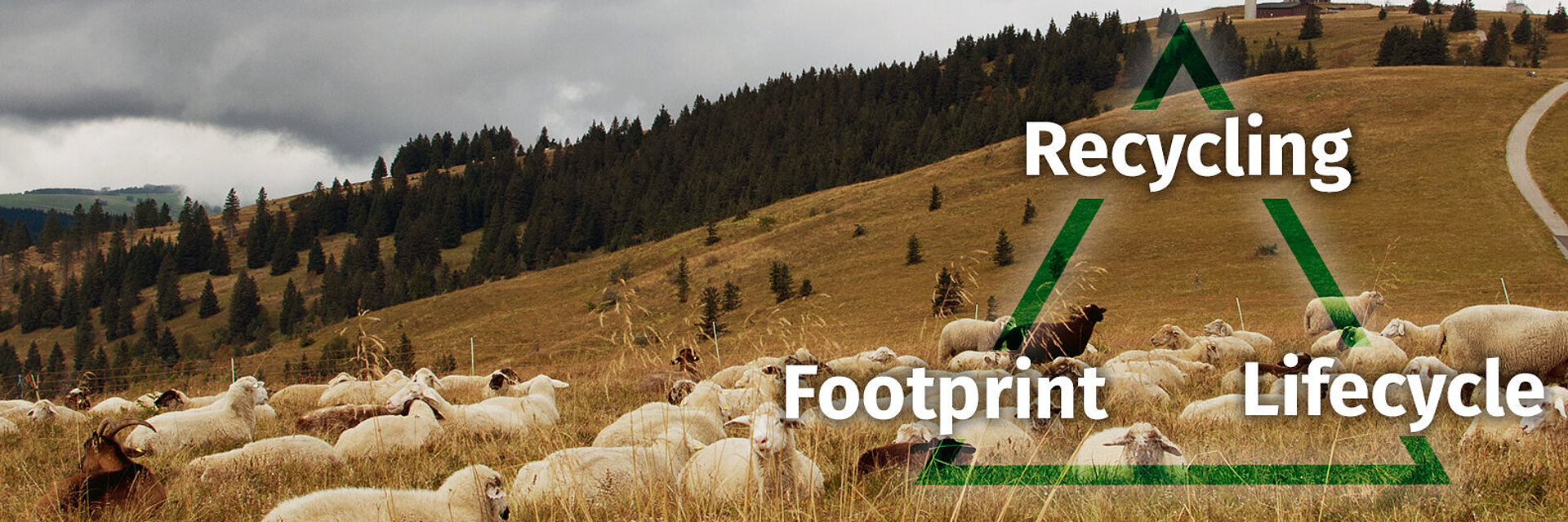 [Translate to Hongkong (Englisch):] black forest landscape with sheeps and sustainability triangle