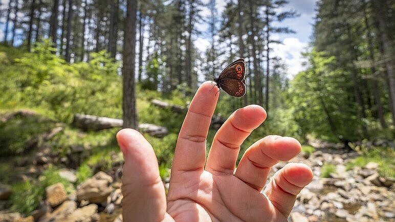 A butterfly sitting on a hand in the forest - the butterfly effect on the environment 